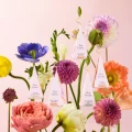 Tea_Forte_MARIPOSA_herbata.webp