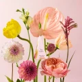 Tea_Forte_MARIPOSA_herbata.webp
